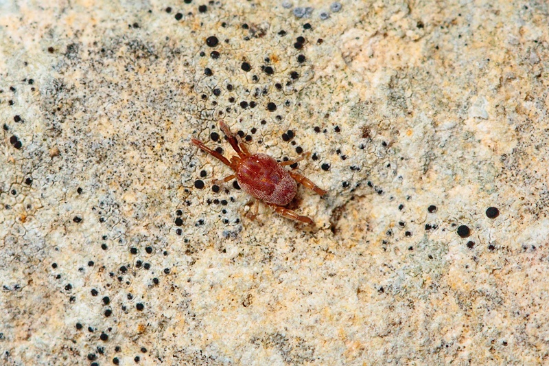 Erythraeidae, maybe Leptus - Malta